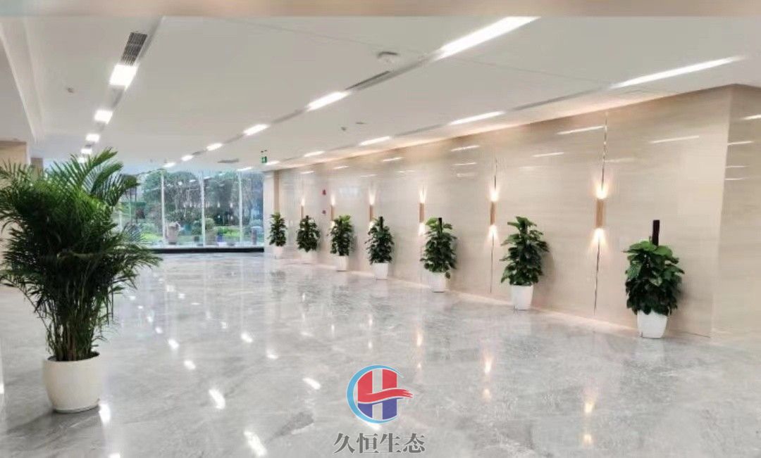 平湖行政单位大厅走廊大型绿植摆放